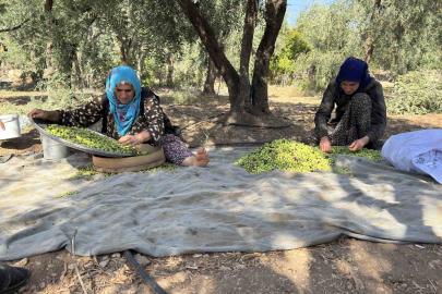 Coğrafi işaretli Derik zeytininde hasat başladı