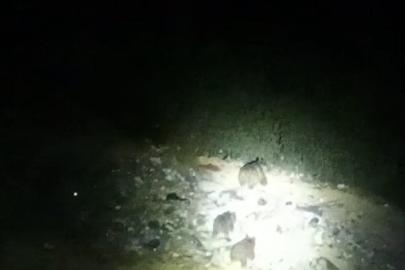 Çukurca yoluna inen ayı ailesi görüntülendi