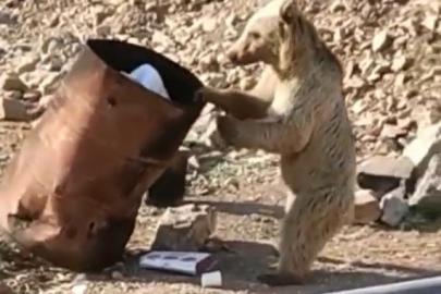 Çukurca’da yiyecek arayan ayı kameraya yansıdı