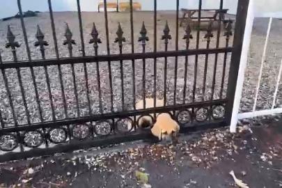 Demir kapıya sıkışan yavru köpeği itfaiye kurtardı