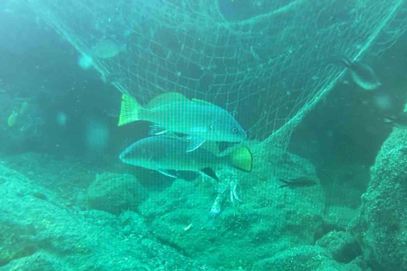 Denizlerin sessiz katili: Hayalet ağlar