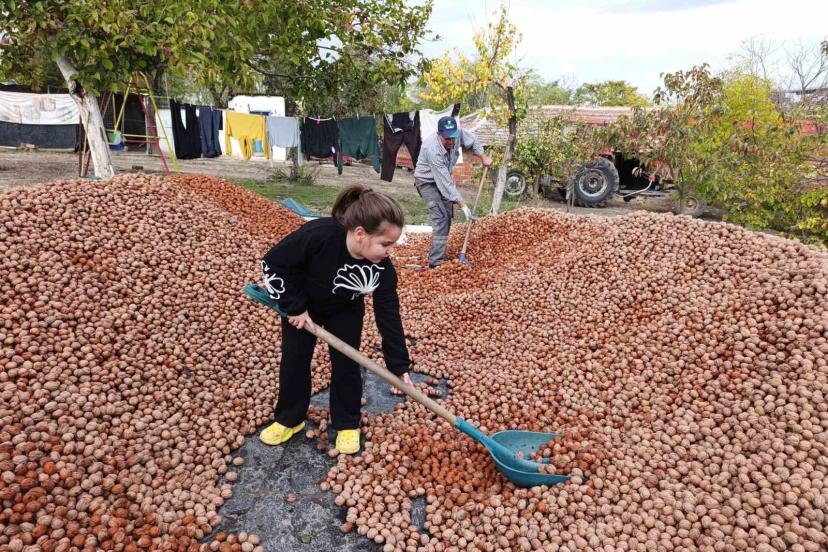 Devletten 49 yıllığına bedelsiz kiralanan arazilerde ceviz bereketi