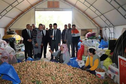 Dinar’da ceviz hasadı başladı