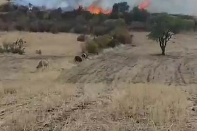 Diyarbakır’da otluk yangını