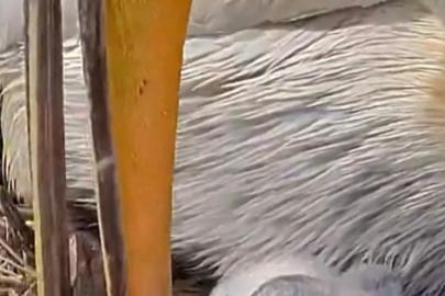 DKMP: "Türkiye’nin kuş cenneti Manyas’ta, tepeli pelikanların yuvalarında hayat yeniden başlıyor"