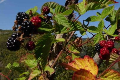 Doğanın şifasını organik üretimle buluşturdu