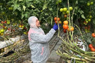 Domateslerde virüs incelemesi yapıldı