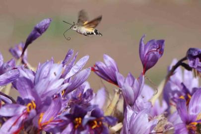 Dünyanın en pahalı baharatı safranın 1 gramı 500 TL