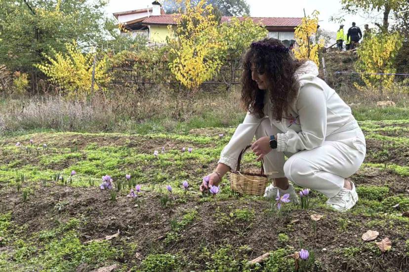 ’Dünyanın en pahalı baharatı’ safranın kilogramı 600 bin liradan satılacak