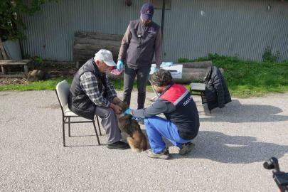 Düzce’de 175 köpek yerinde sahiplendirildi