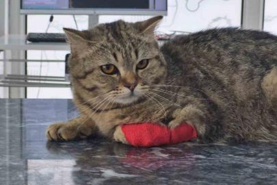 Düzce’den 928 tona yakın kedi köpek maması ihraç edildi