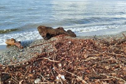 Edremit’te şiddetli lodos, sahili ağaç dalları ve yosunla doldurdu