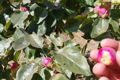 Ekim ayında çiçek açan ağaçlar meyve vermeye başladı