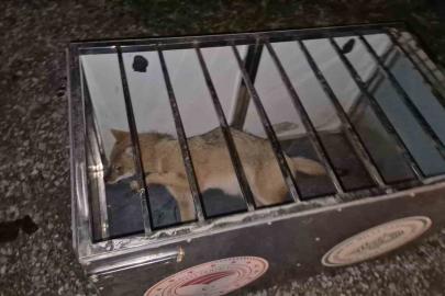 Ekipler gelene kadar çarptıkları tilkinin başından ayrılmadılar