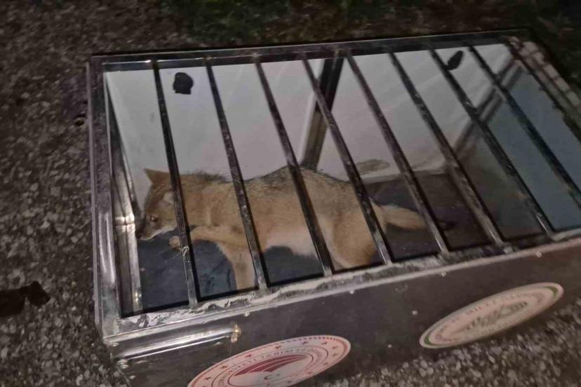 Ekipler gelene kadar çarptıkları tilkinin başından ayrılmadılar