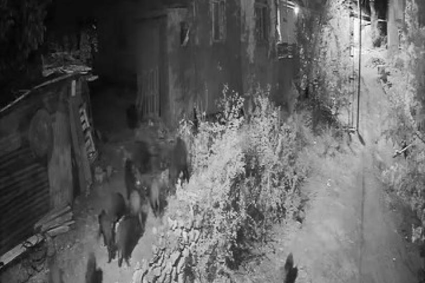 Elazığ’da aç kalan domuz sürüsü bahçeye dadandı