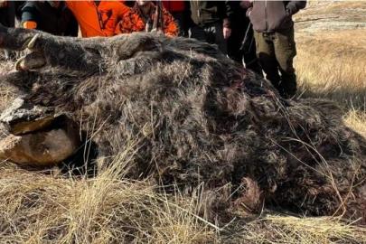 Elazığ’da avcılar 250 kiloluk domuz avladı