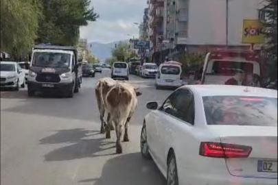 Elazığ’da caddeye çıkan inekler sürücülere zor anlar yaşattı