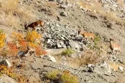 Elazığ’da dağ keçileri sürü halinde görüntülendi