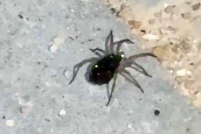 Elazığ’da kurt örümceği görüntülendi