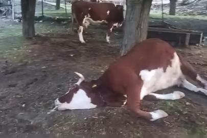 Elazığ’da yıldırım düşmesi sonucu 2 inek telef oldu