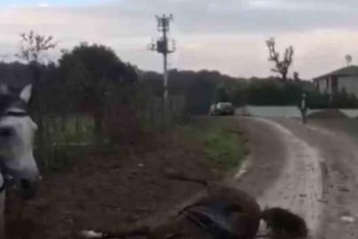 Elektrik akımına kapılan at telef oldu