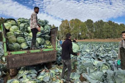 Erciş’te lahana hasadı başladı