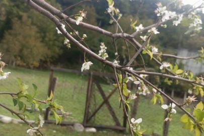 Erik ağacı ekim ayında çiçek açtı