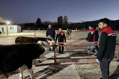 Erzincan canlı hayvan pazarı yeniden açıldı