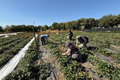 Erzincan’da çilek üretimi yaygınlaşıyor