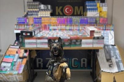 Erzincan’da dedektör köpeği hera, 11 bin 600 kaçak ürünü yakalattı
