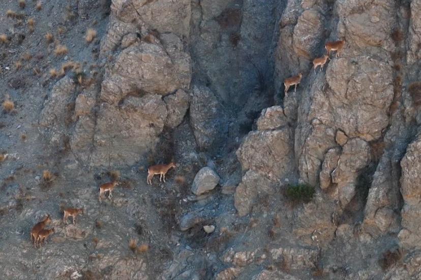 Erzincan’da yaban keçileri dron ile görüntülendi