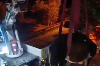 Evin damında mahsur kalan inek vinçle kurtarıldı