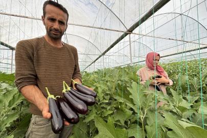Eyyübiye Sera Kent’te yüzlerce süs bitkisi ve sebze yetiştiriliyor