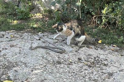 Fare değil yılan avladı: Bayburt’ta kedi yılanı pati darbeleriyle öldürdü