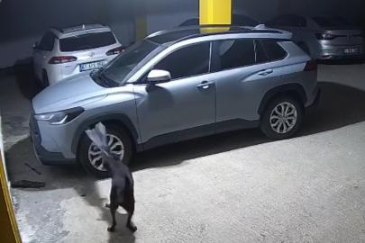 Gerçek güvenlik kamerası görüntülerini izleyince ortaya çıktı