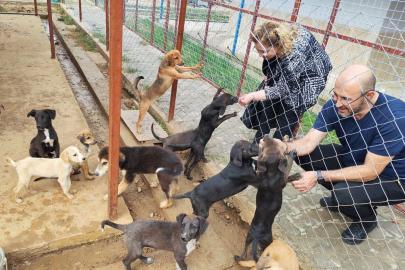 Germencik Sokak Hayvanları Rehabilitasyon Merkezi açılış için gün sayıyor