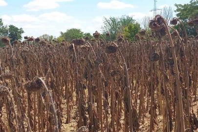 Gıda güvenliği kamu denetimiyle sağlanmalı