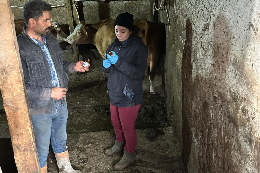 Giresun’da şap alarmı