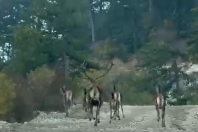 Göynük’te geyik sürüsü kameraya yansıdı