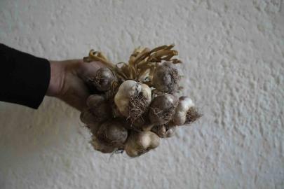 Gümüşhane’de ata tohumu "siyah sarımsak" tescil yolunda