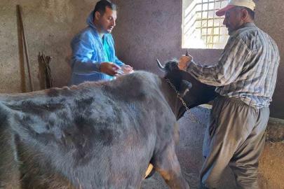 Güroymak’ta şap aşısı çalışmaları aralıksız sürüyor