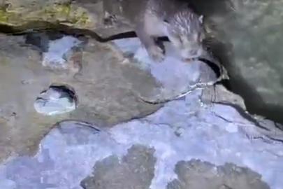 Halfeti’de su samuru görüldü