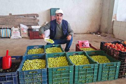 Hisarcık’ta salamura zeytin yapımı yaygınlaştı