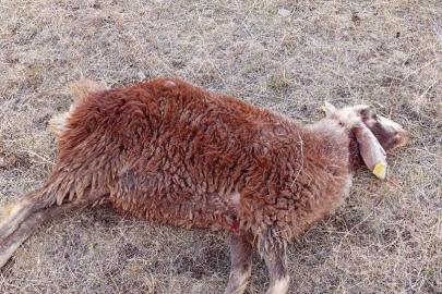 Horasan’da kurtlar sürüye daldı: 3 koyun telef oldu