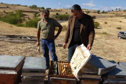 İklim değişikliği arıları etkiledi: Tunceli’de rekolte 900 tona düştü