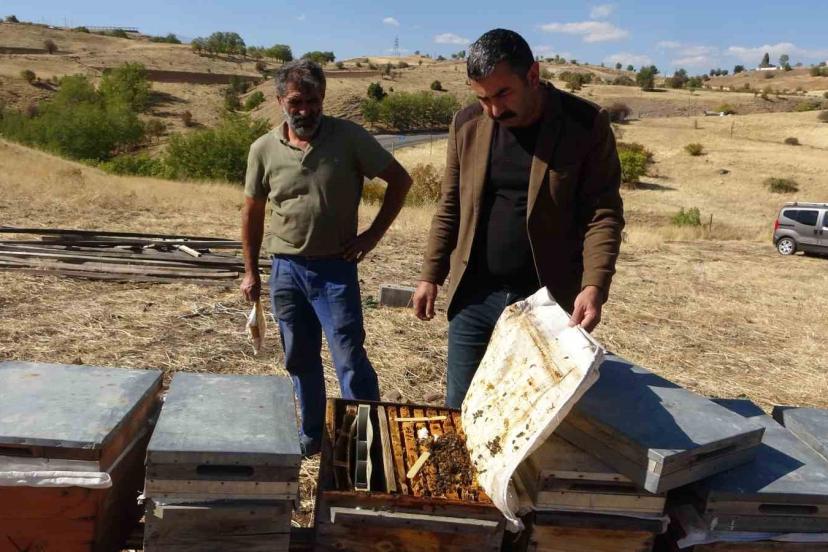 İklim değişikliği arıları etkiledi: Tunceli’de rekolte 900 tona düştü