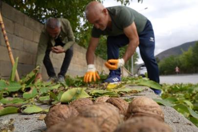 İnce kabuklu, dolu içli Erzincan cevizinde hasat zamanı