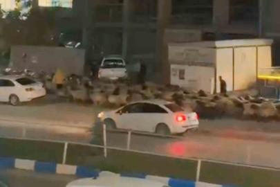 İşlek caddede koyun sürüsünün geçişi ilginç görüntüler oluşturdu