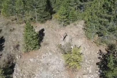 Isparta’da kaçak avcı dron kamerasında